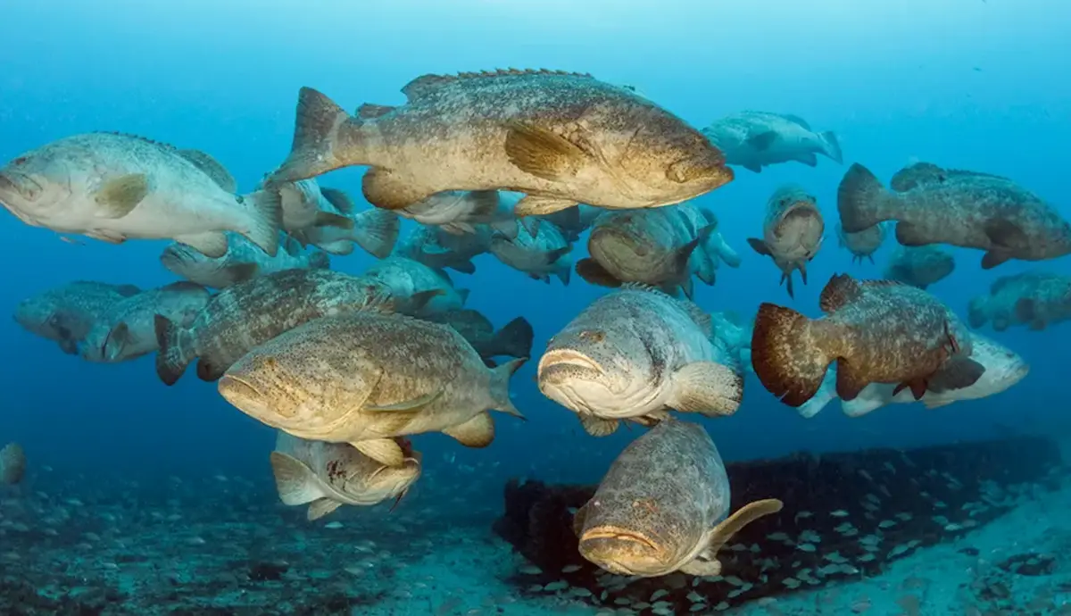 Grouper caught in Key West waters