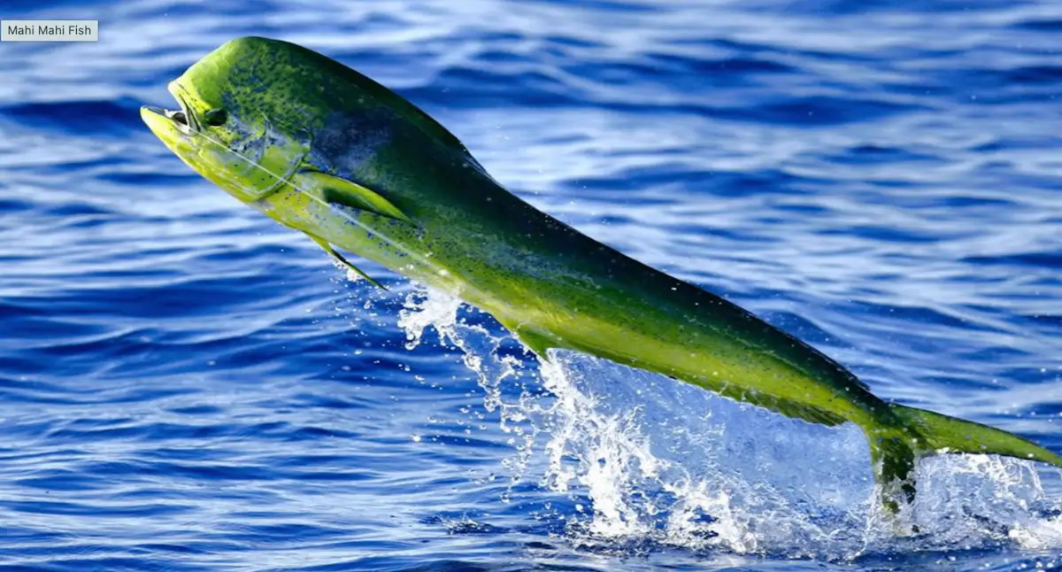 Mahi-Mahi caught in Key West waters