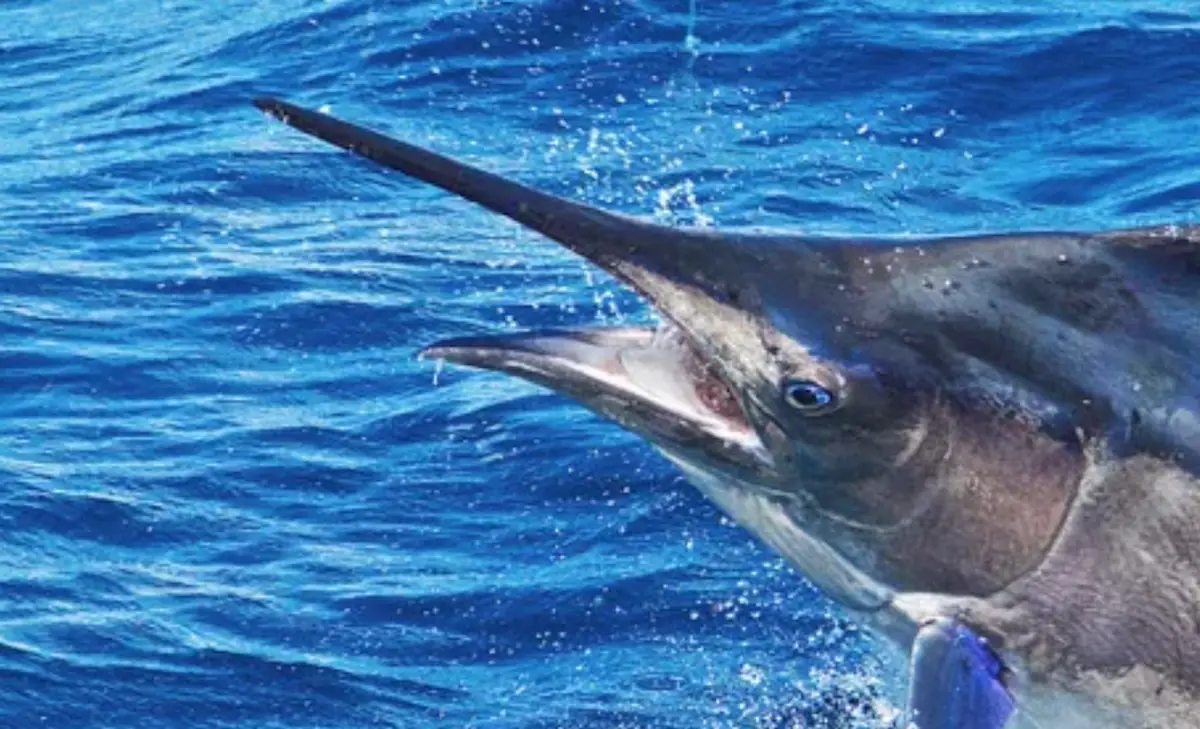 Marlin caught in Key West waters
