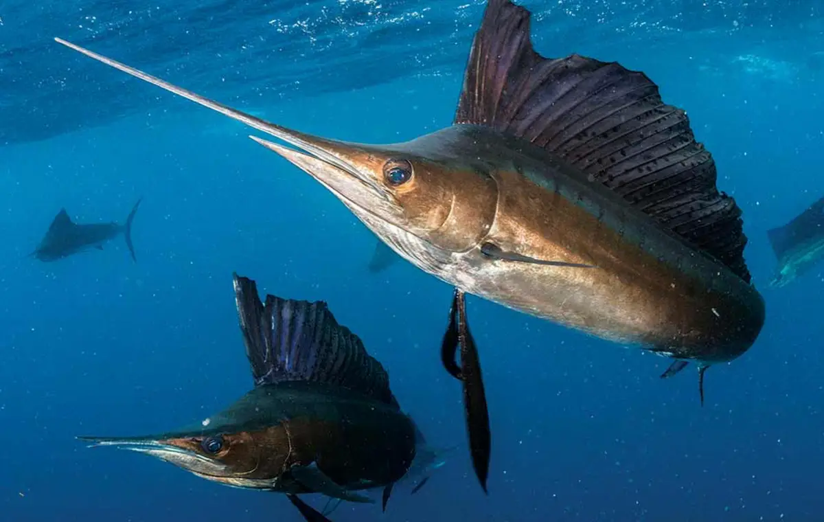 Sailfish caught in Key West waters