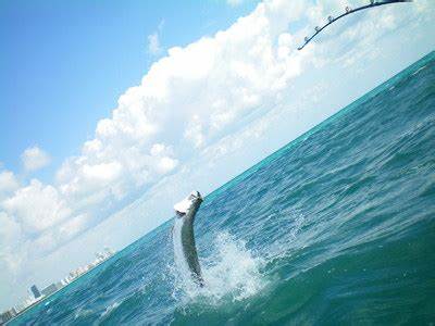 Tarpon jumping out of the water on a Key West night fishing charter