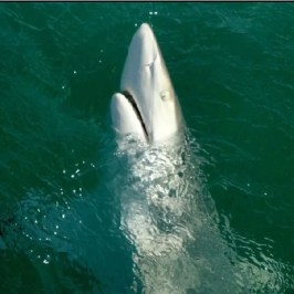 a fish swimming under water