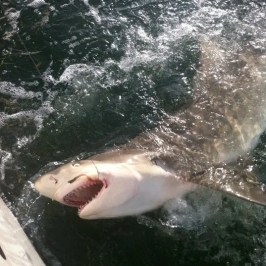 a shark in the water