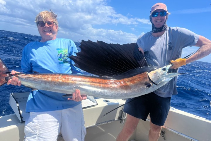 Longtime customer holding a trophy sailfish after a successful offshore fishing trip with Cowboy Cowgirl Sportfishing in Key West