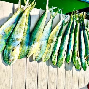 Anglers with a fresh catch of mahi-mahi after a successful Key West offshore fishing trip.