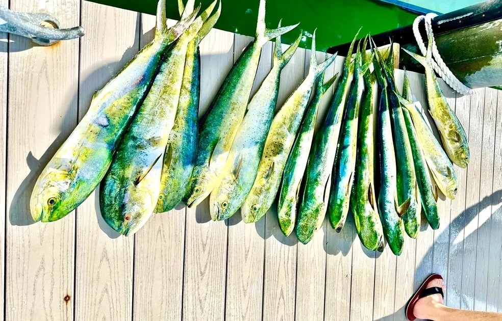 rs=w_984,h_630 Anglers with a fresh catch of mahi-mahi after a successful Key West offshore fishing trip.