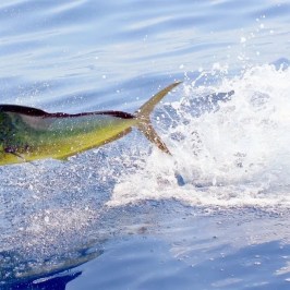 a person riding a wave on a surfboard in the water