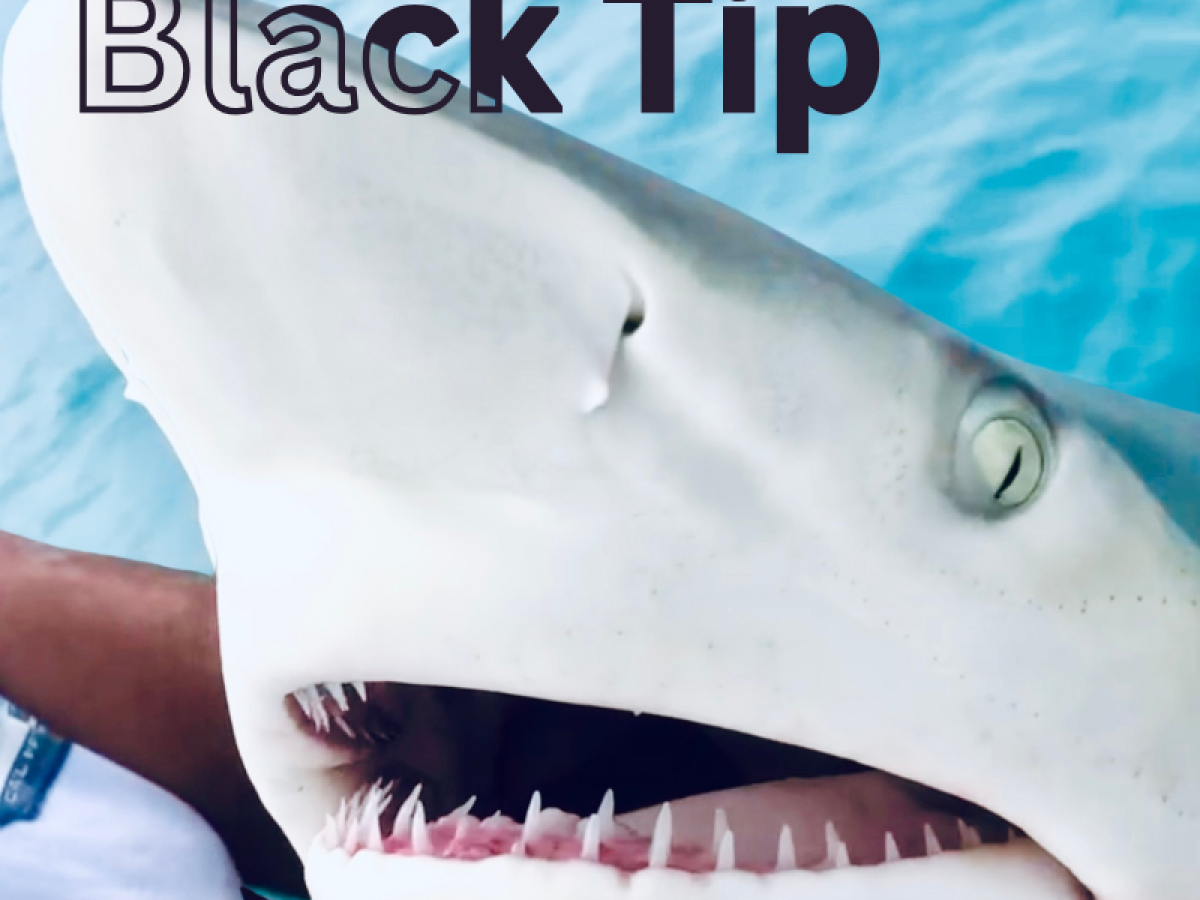 blacktip shark