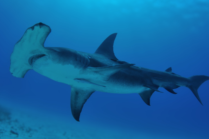 Hammerhead shark swimming in the ocean